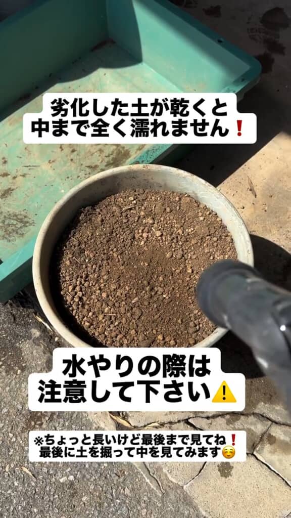 劣化して乾いた土に水やりをしたあとの様子を紹介