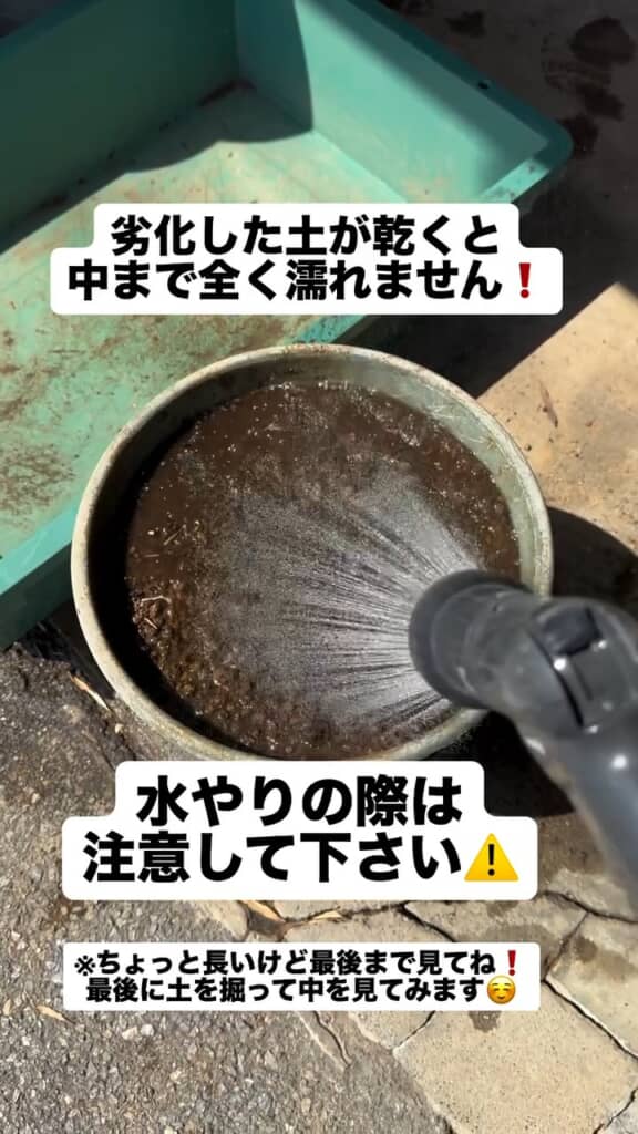 水やりスタート