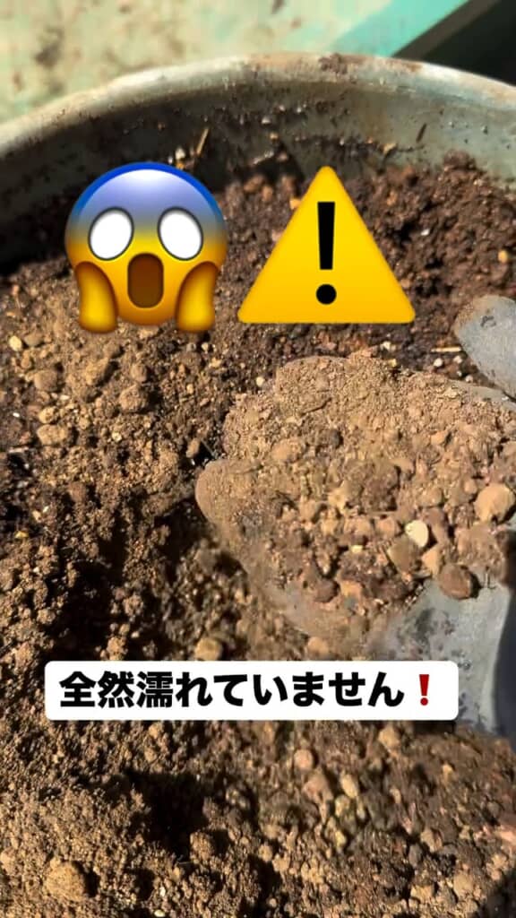 中は乾いた土のまま