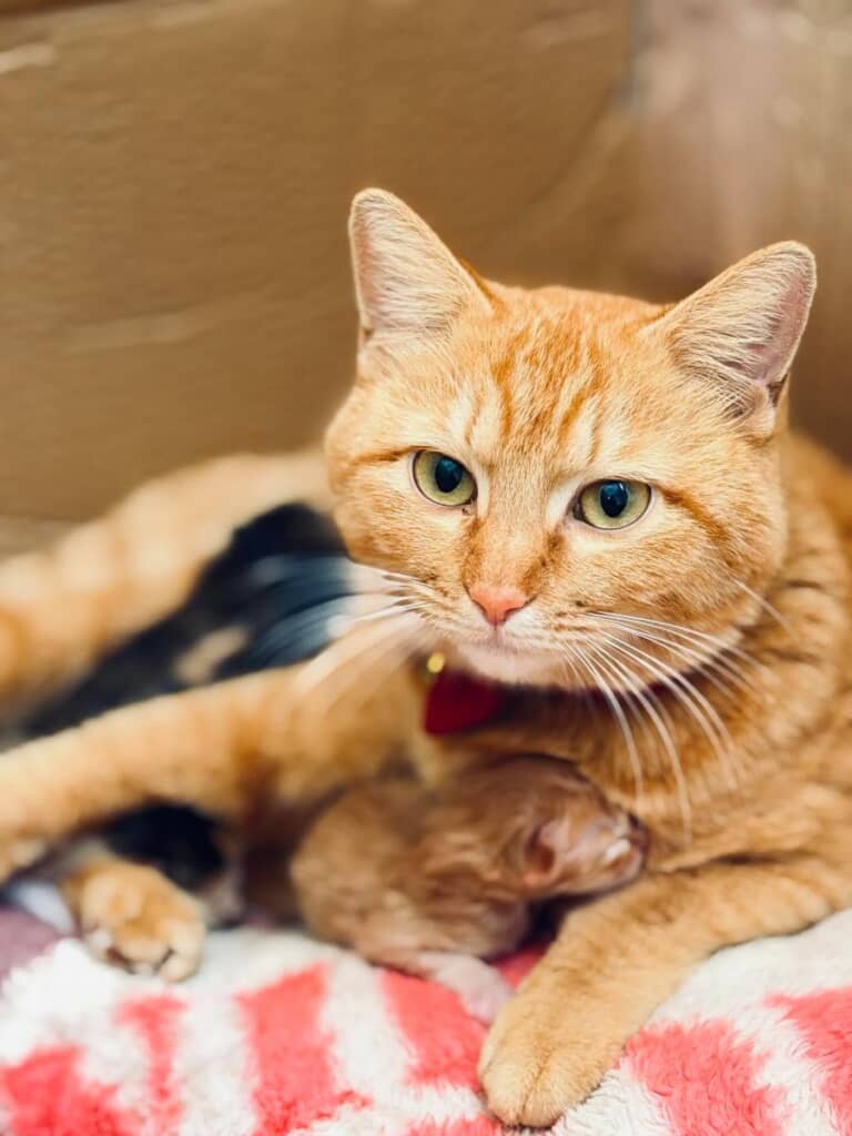 3月にママになったもぐらちゃん