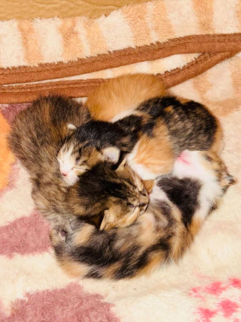 ちんまりかわいい子猫のかたまり