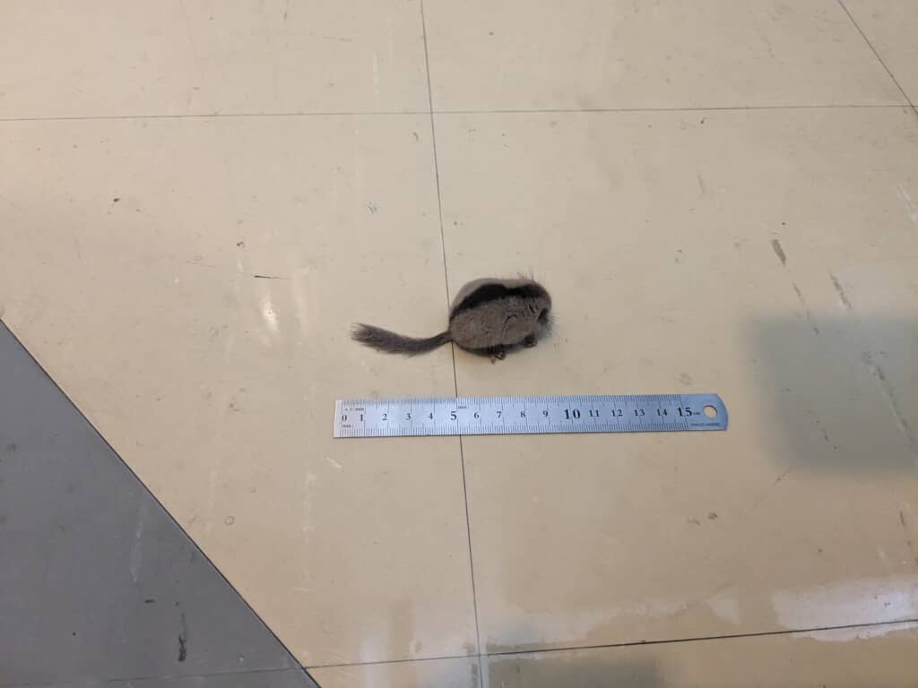 しっぽを除くと5センチ弱。これもまた「ちいさくてかわいいやつ」