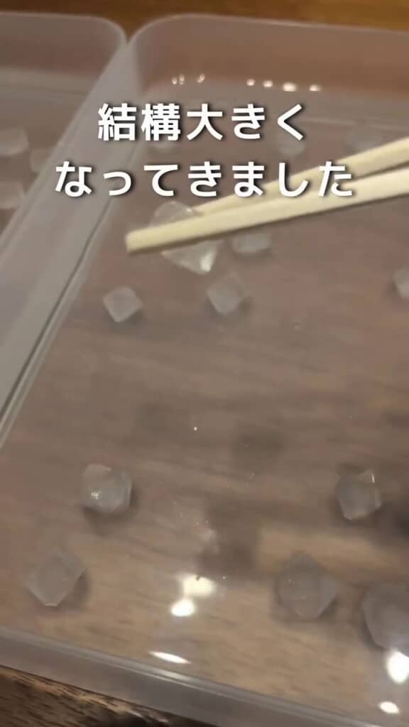育成中の小さなミョウバンの結晶