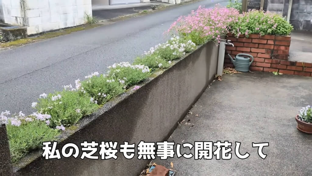 植えてくれた花と芝桜が開花しましたが