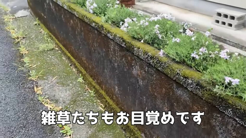 同時に雑草とコケも目を覚ましてしまいました