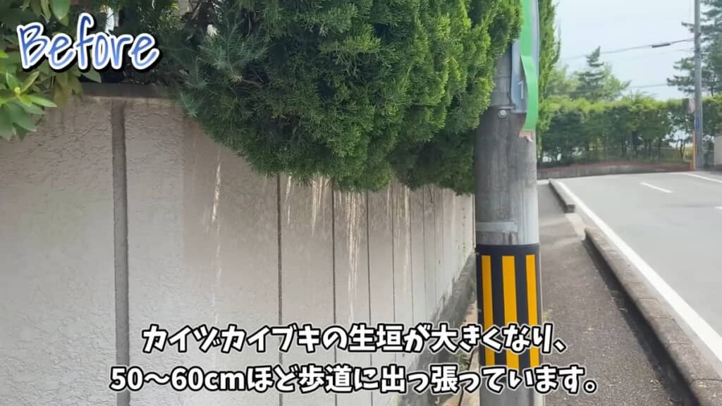 歩道にまではみ出ているカイヅカイブキの生け垣