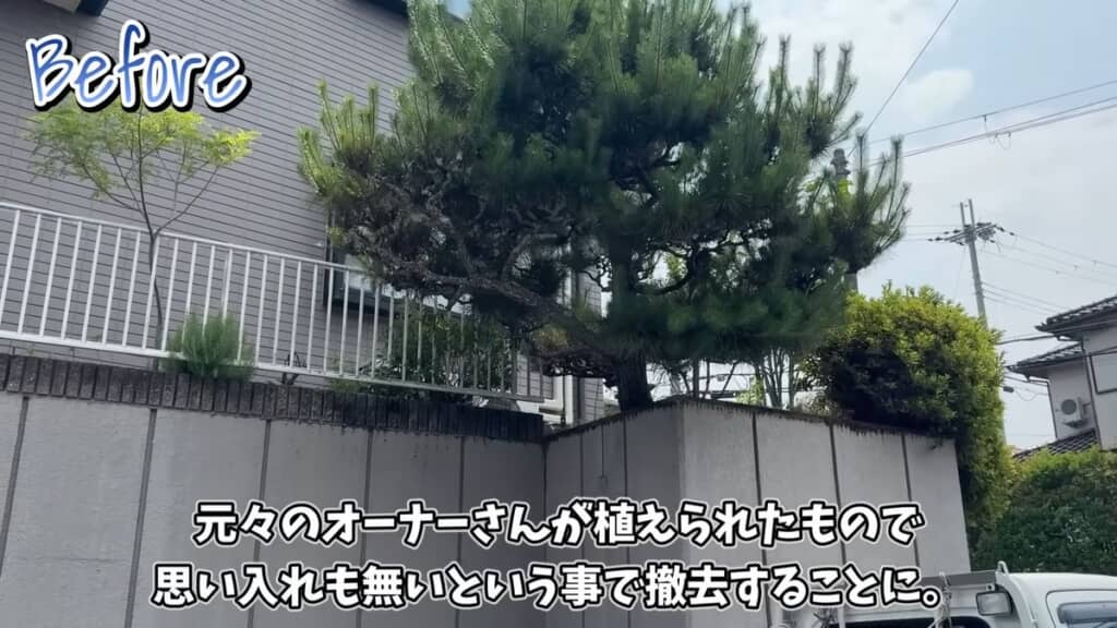 庭に生えている大きなマツの木