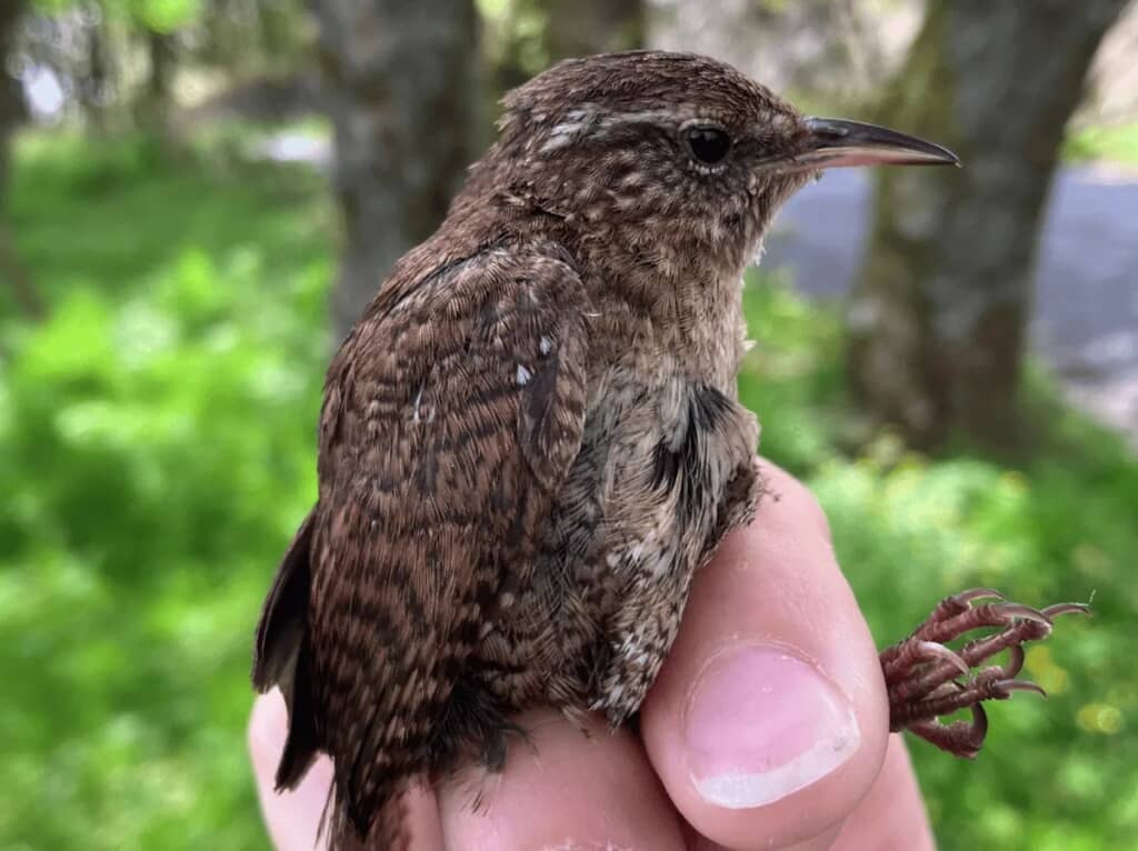 本土の2倍近くに“進化”している離島の鳥、ミソサザイ