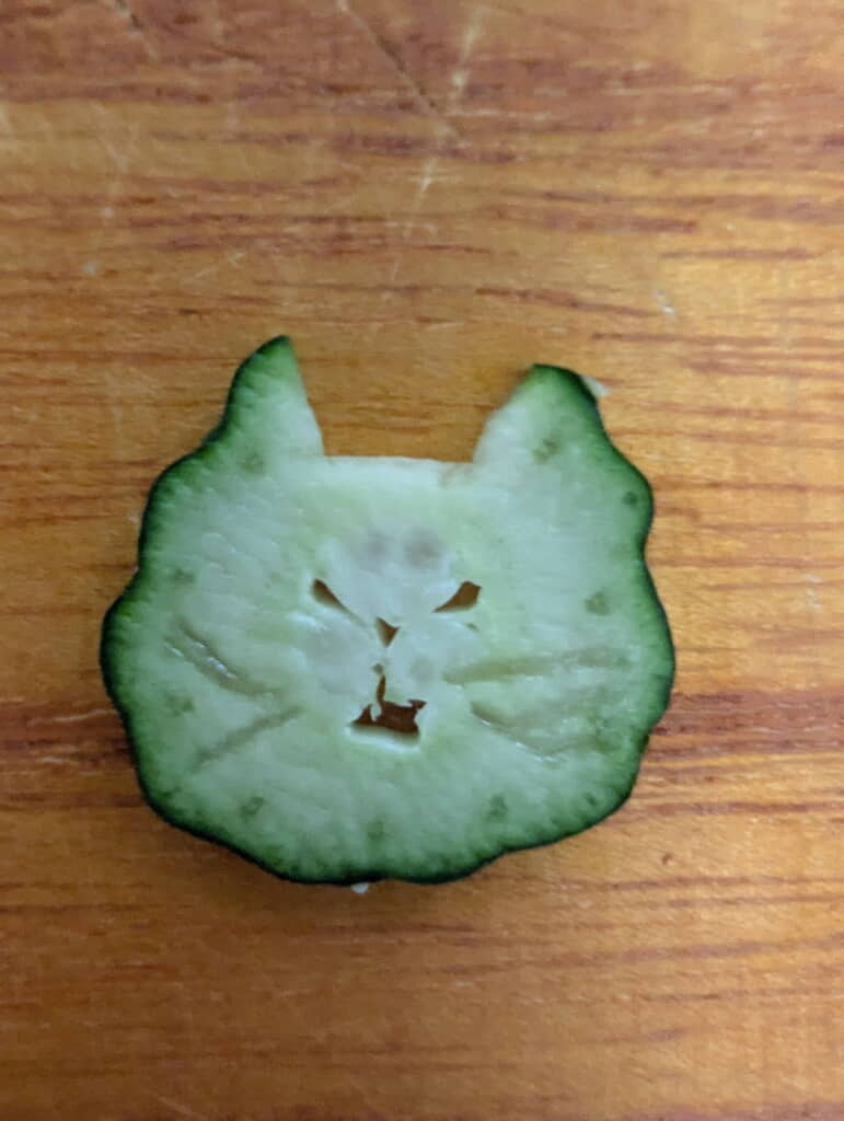 お怒り猫ちゃんが現れました!