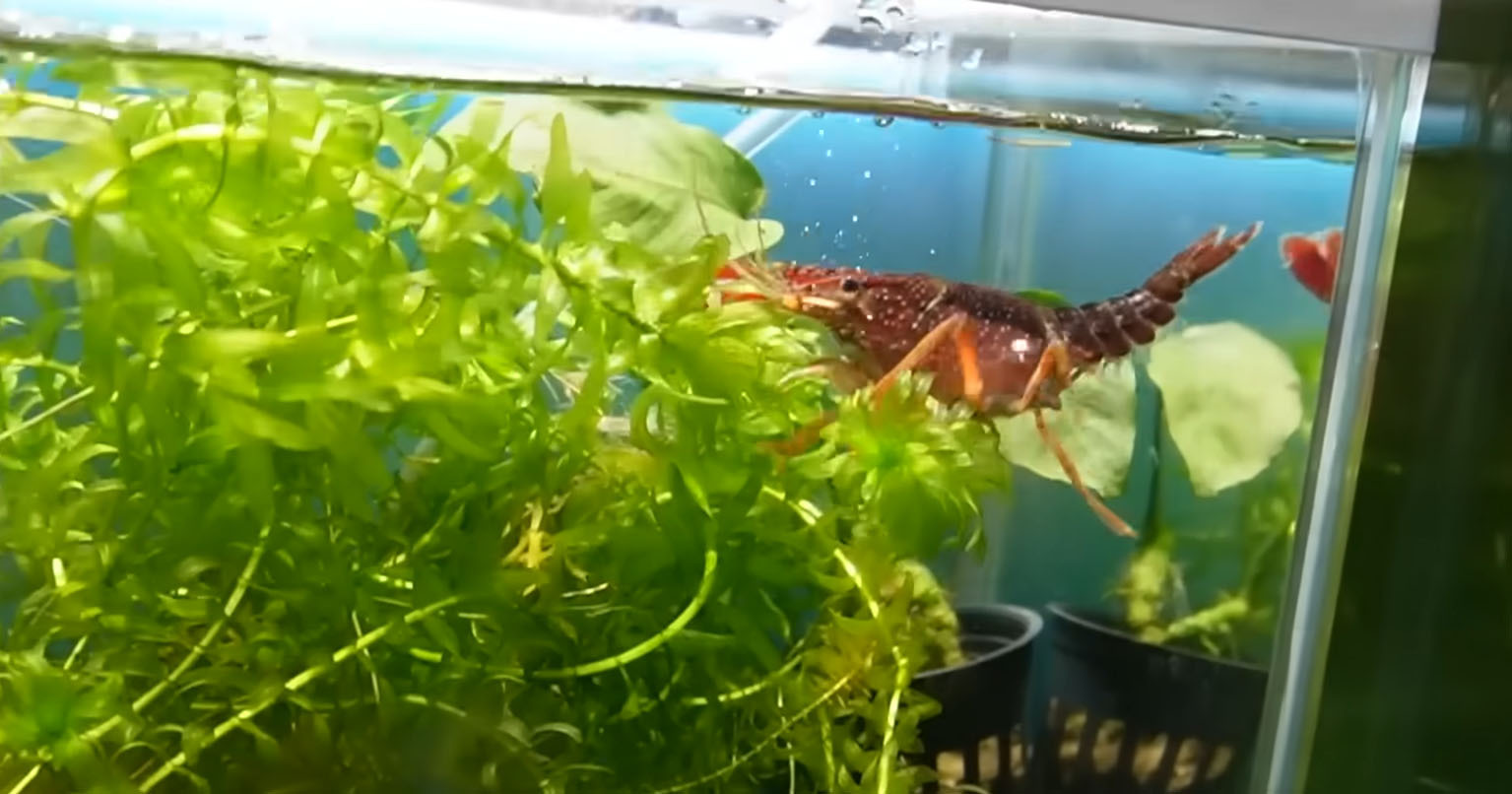 金魚が暮らす“水草モジャモジャ”の水槽→ザリガニを入れて10日後……　目を疑う光景に「びっくりです！」「恐るべし」（1/3） | その他生き物 ねとらぼ