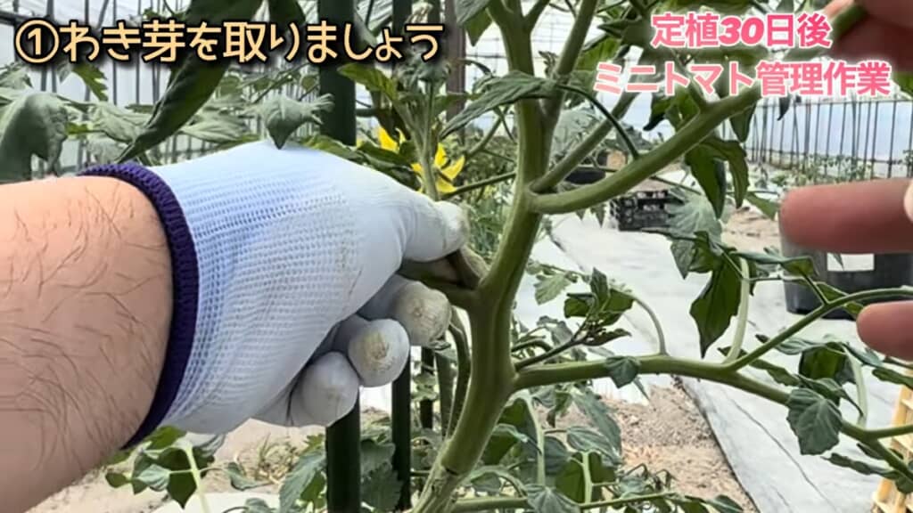 折るようにしてとるのがコツ