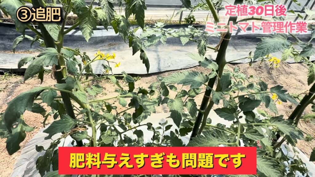 肥料切れを見極めることが大事