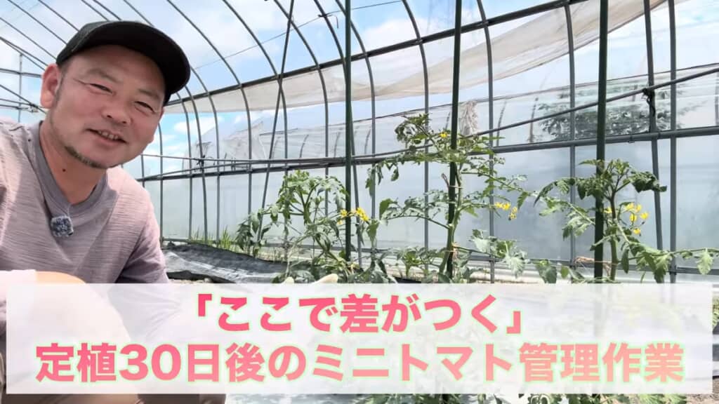 ミニトマトの定植から1カ月後の管理作業