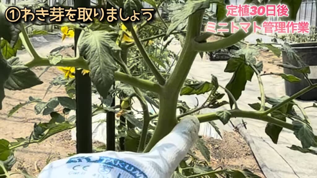 これがわき芽です