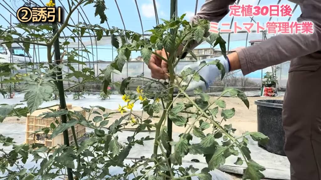 支柱に茎を結びつけて支えます