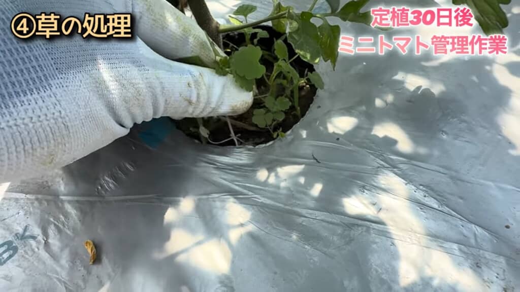 草が生えてくるので早めに抜きましょう