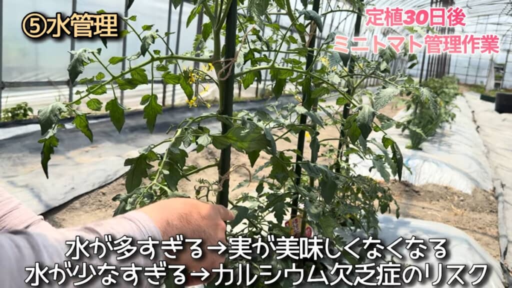 適度な水を維持することが重要