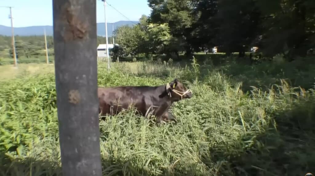 牛たちは初めて見る景色に大はしゃぎ