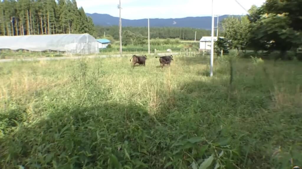 牛たちも楽しそう