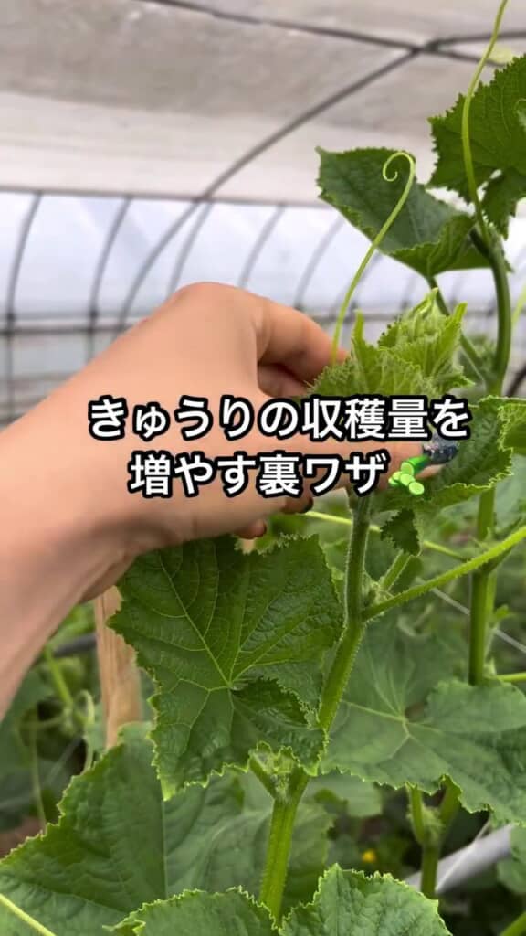 キュウリの収穫量を増やす裏ワザの解説動画