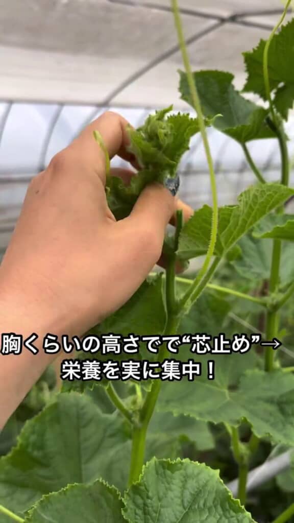 大人の胸部くらいの高さで芽をつみ取る「芯止め」を実施
