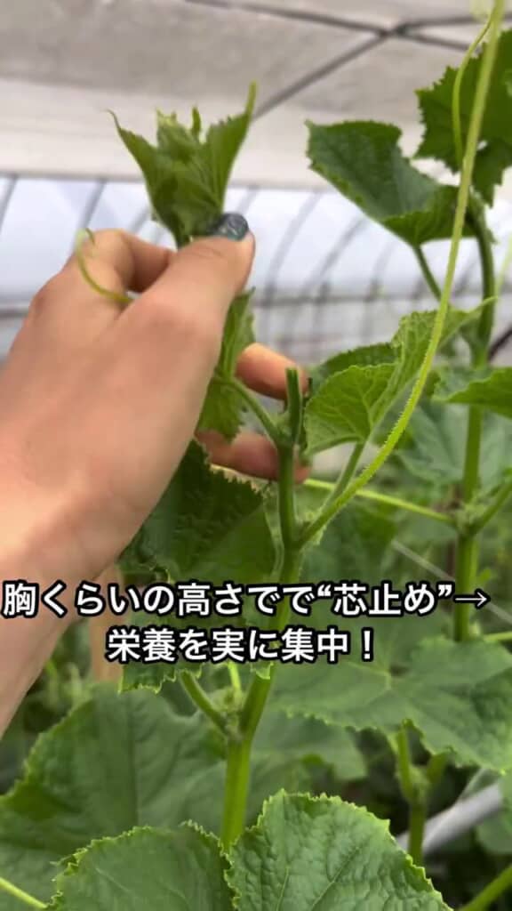 最上部の芽がつみ取られたキュウリの株