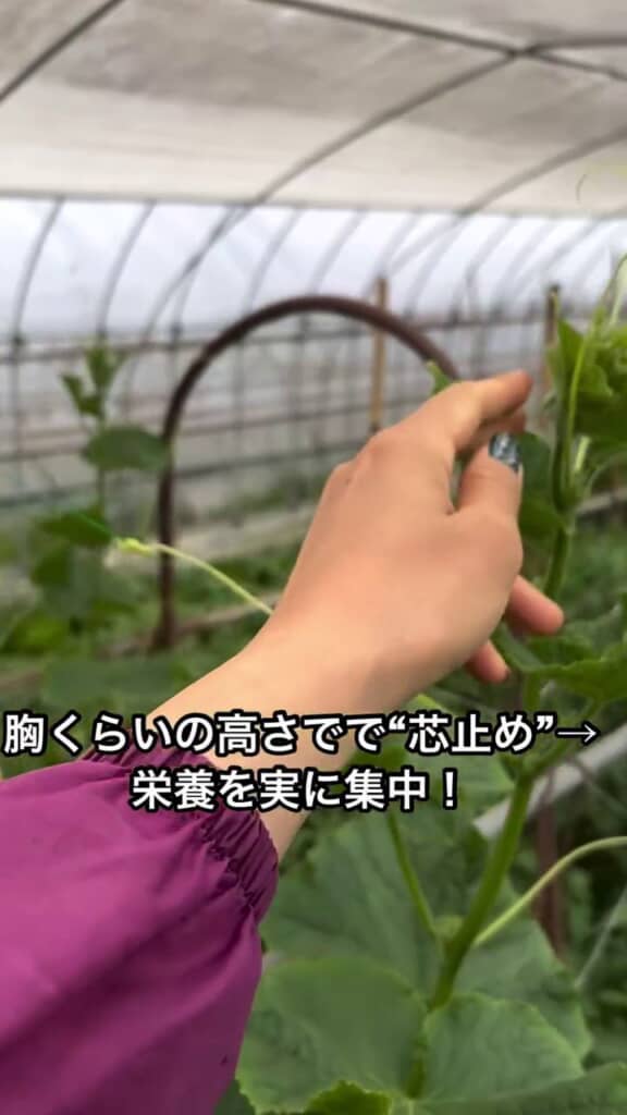 「芯止め」を行うため次の株に移動する投稿者