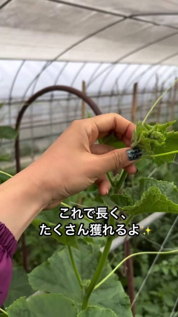 芽をつんだ状態