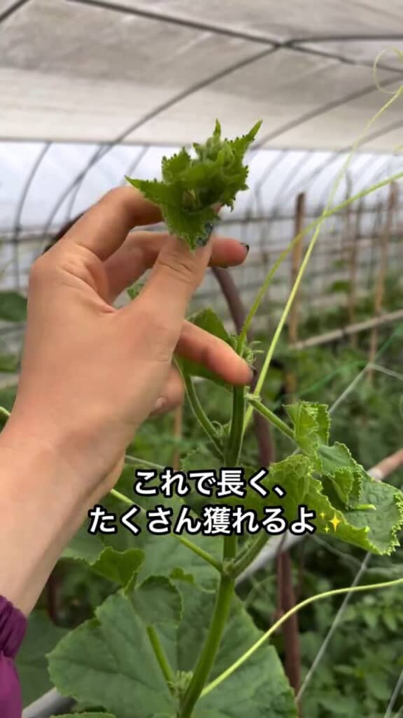 芽をつみ取る瞬間