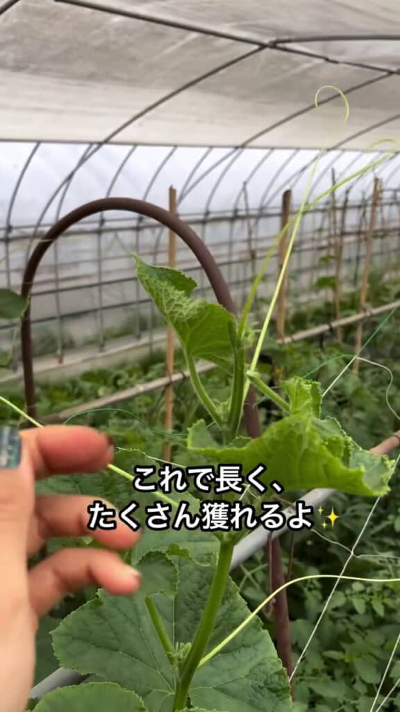 「芯止め」で収穫期間が伸びたり、実つきが良くなったりする