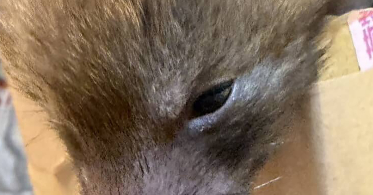 保護された幼い動物→犬? タヌキ? 成長したら…… “予想外の正体”が340万表示 「わからんもんだなぁ」(1/2) | その他生き物 ねとらぼ