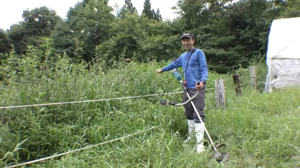 雑草が伸び放題になったパドック