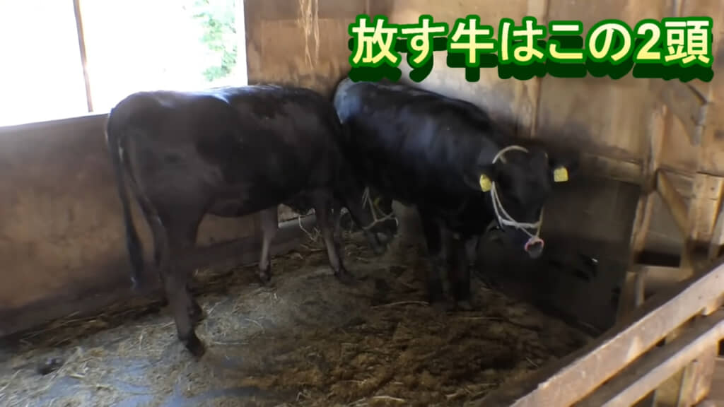 2頭の育成牛に協力してもらいます
