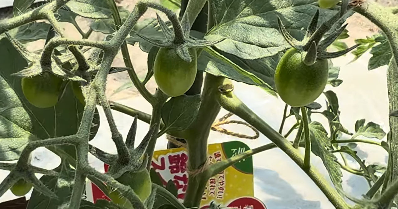 ミニトマト「ここで差がつく！」定植から1カ月後にやるべき“おいしく育てるコツ”「助かります」「頑張って育てたい」（1/3） | ライフハック ねとらぼ
