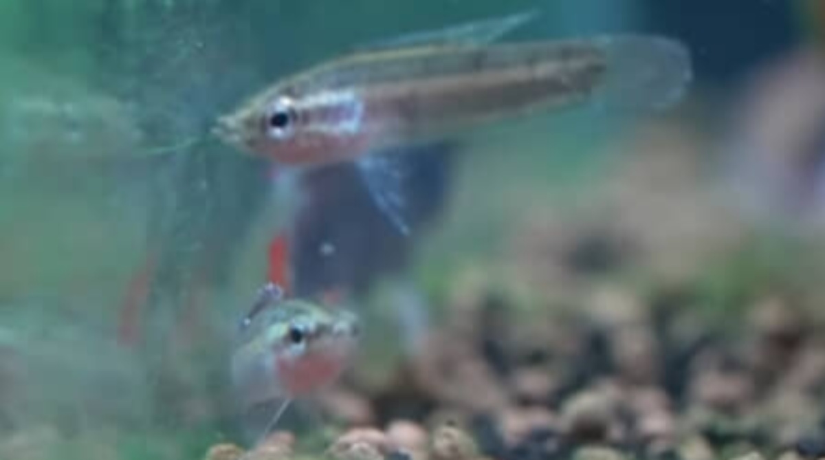 480円で買った“うまく育てられれば見違える魚”→1年半飼育すると…… 驚きの変化に「本当に飼育上手」「見惚れてます」(1/3) | その他生き物 ねとらぼ