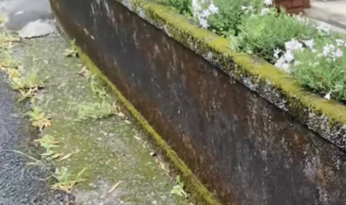 玄関の花壇がこけと雑草だらけ→丸1日掃除したら……　驚きの結果に「私もやらなくちゃ～」「熱中症にご注意」（1/3） | 住まい ねとらぼ