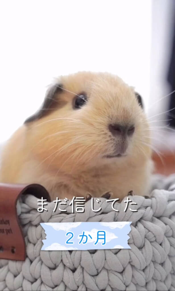 生後2カ月、お鼻はクリーム色のままです