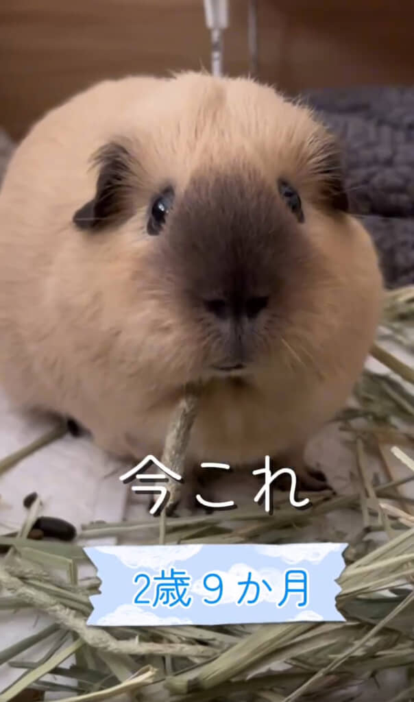 どっちのお鼻もかわいい！