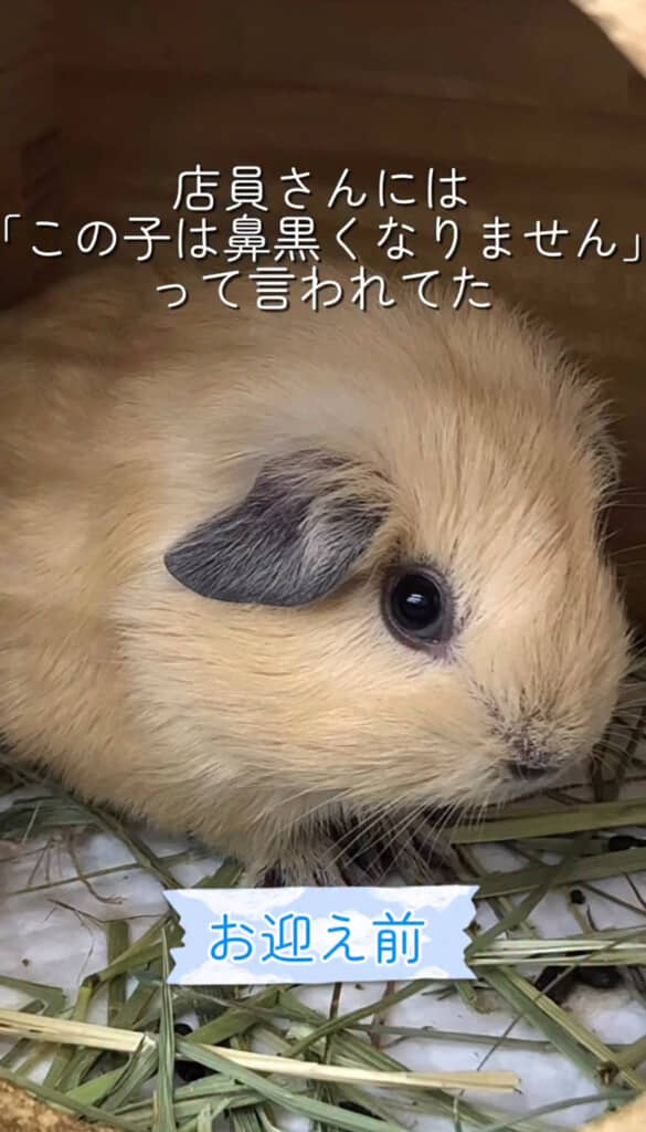 「鼻、黒くなりません」と言われていた「ひのき」くん