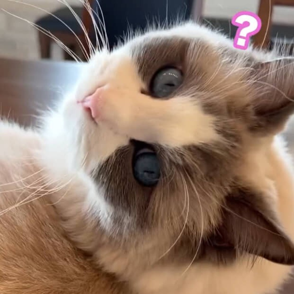 “飼い主の愚行”に愛猫があきれていく様子が話題に