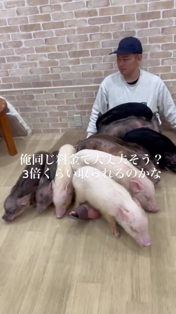 ブタの集まり具合に気まづさを覚える投稿者さん
