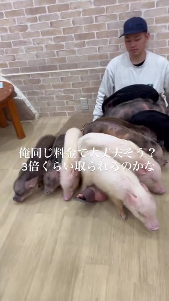投稿者さんのそばに9匹のブタが集まっている