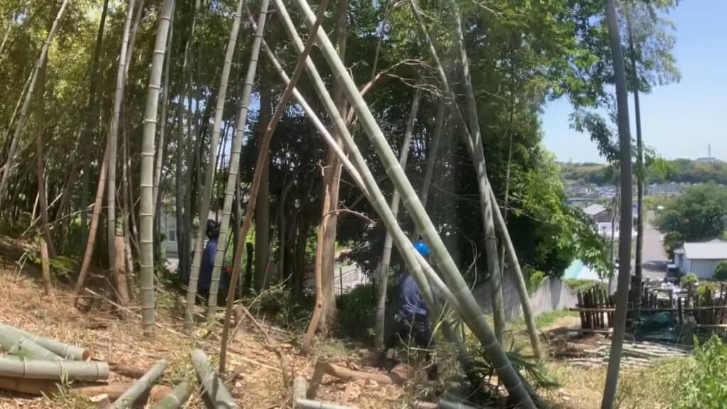 竹に立てかけるようにして切った竹