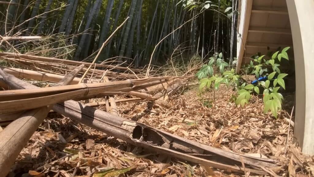 奥から引きずり出された枯れた竹