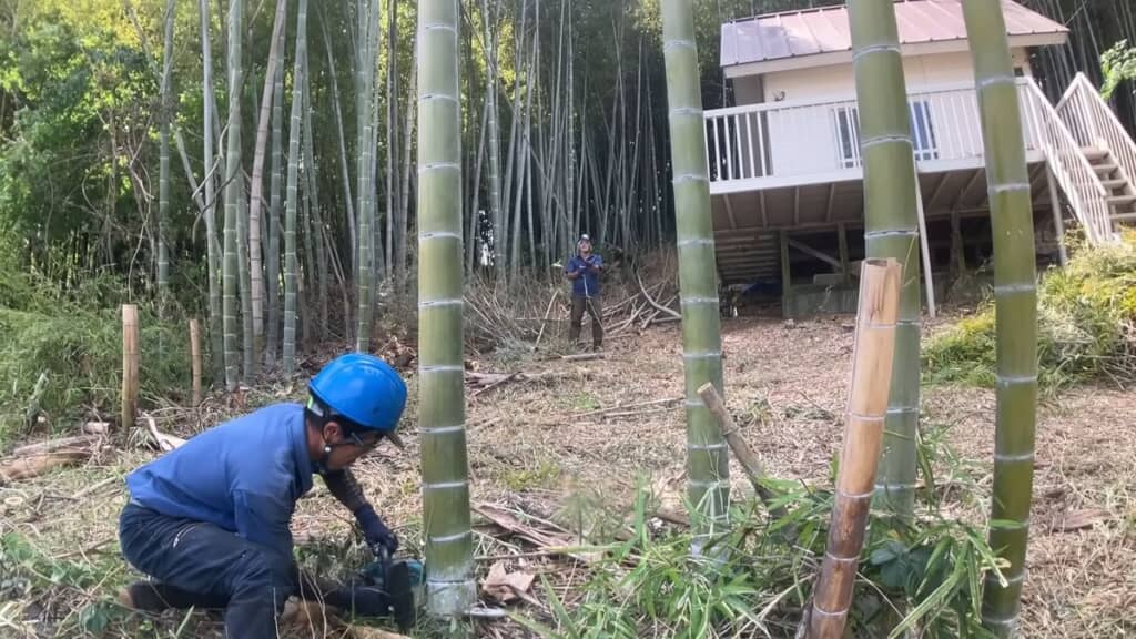 ヒモで誘引しながら長い竹を切断