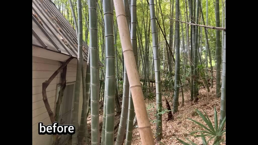 家のすぐ近くに群生していた竹