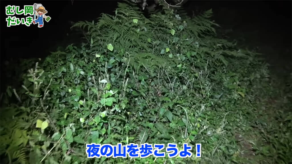 夜の森を歩いていると……