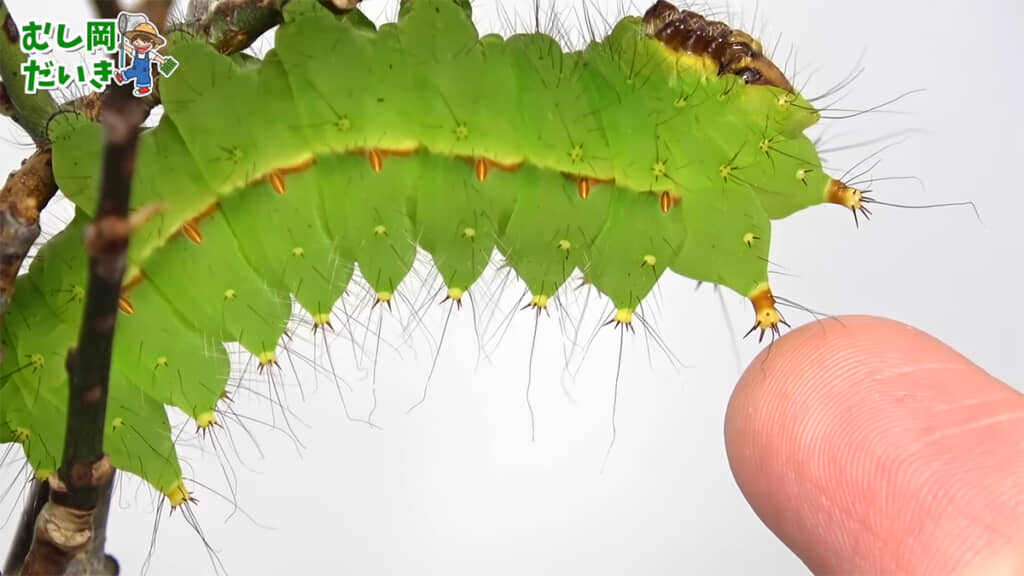 頭の先端にあるトゲは幼虫の武器なのかも