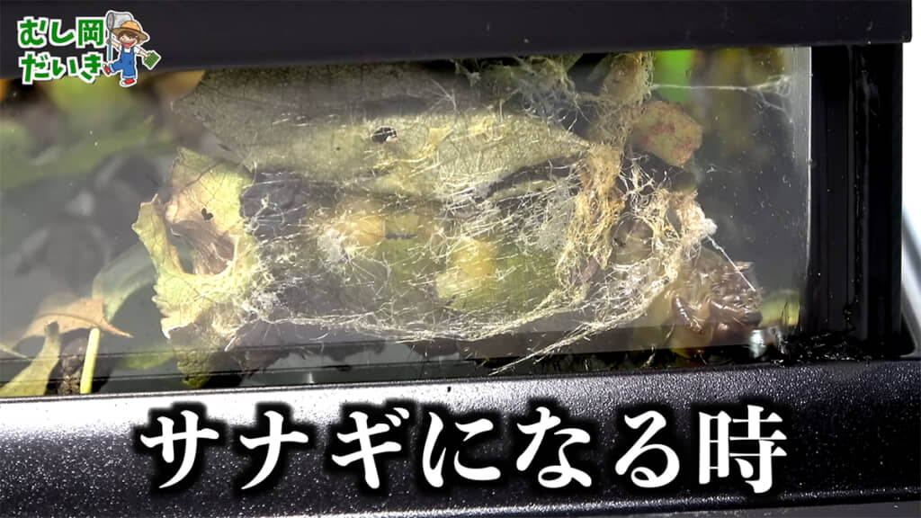 1匹の幼虫がサナギになる準備をしていました