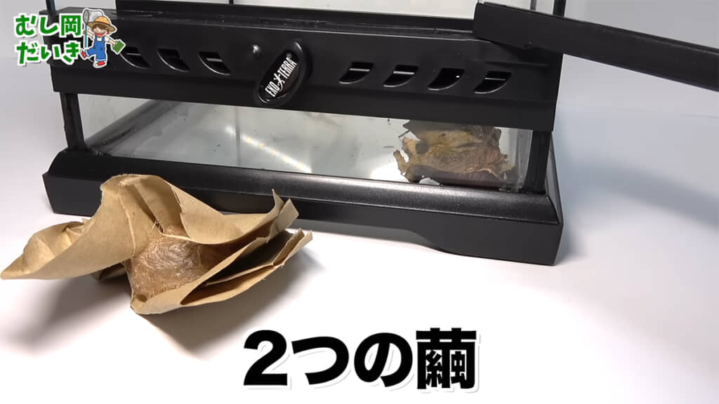 もう1匹はわら半紙を使ってサナギになっていました